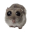 hamsterPwease