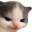 SmugCat