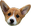 CorgiB