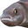 PauseFish