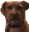 keegan13DogWeird