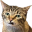 CatWutFace