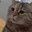 Mau