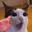catYap