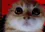 GATOPUTO