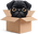 pugoPapelao