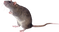 BrownRat