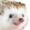 HedgePog