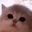 kittyJam