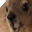 Wawa