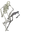 Bonezone