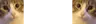 Meowadeadge