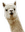 cbroAlpaca