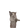 Japijapijapi