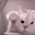 catPUNCHY