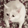 CatDisgust112x112