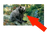 SpeakingOfBears