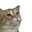 catJammerR