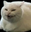 heheheCat
