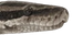 sneK