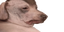 creaturePanicAttack