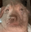 creatureNod