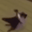 YOOTHISCATDOINALILDANCYDANCE