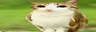 Meowling