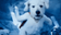 Krypto