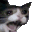 CatLaughing