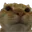 CatNOPERS