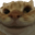 CatNODDERS