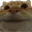 CatNODDERS