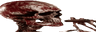 Bozo