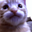 catWorried