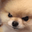 angryDoggo