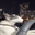 catDrive