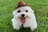 Littlefuckassdog