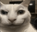 Awarecat