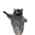 raccoonYumpy