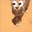 cheetaEyes