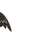 vCreaturesLogo3