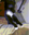 Crazycat