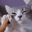 catVibe