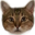 TigFace