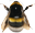 PGbumblebee