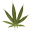 Maconha